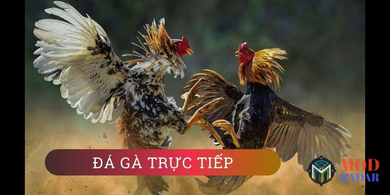 gioi thieu ve sanh da ga 12bet 1 Đá Gà 12Bet - Giải Trí Cá Cược Với Những Trận Đấu Kê Kịch Tính Giới thiệu thông tin về sảnh đá gà 12Bet