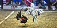 Những nhà cung cấp uy tín tại sảnh game đá gà 12Bet