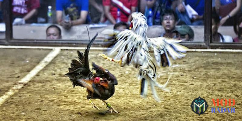 Những nhà cung cấp uy tín tại sảnh game đá gà 12Bet