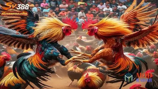 Tại Sao Nên Xem Đá Gà Trực Tuyến Trên App SV388?