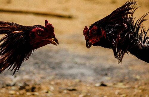 Gà cựa dao với những cú đá hiểm hóc, quyết định nhanh thắng thua.