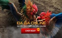 Phân biệt gà chiến qua thể hình săn chắc và khỏe mạnh