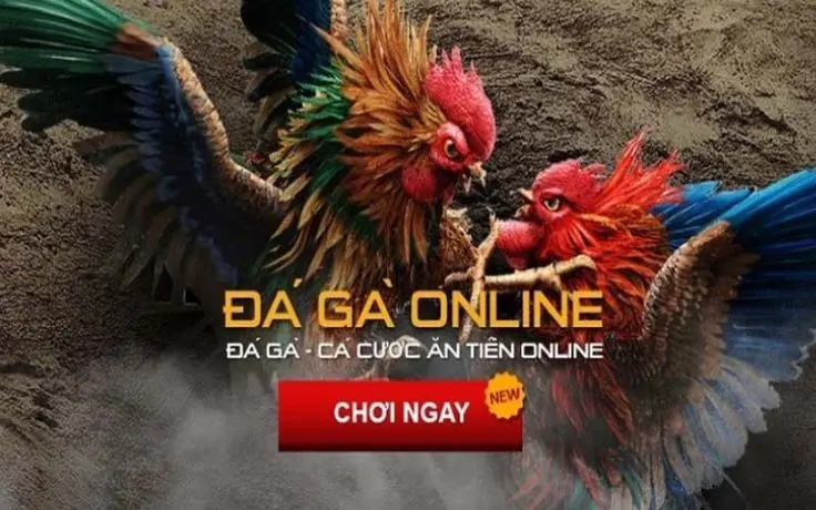 Phân biệt gà chiến qua thể hình săn chắc và khỏe mạnh