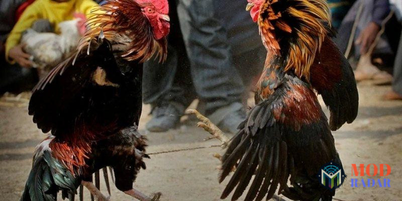 Chinh phục sàn đá gà zo88 với kế sách thần
