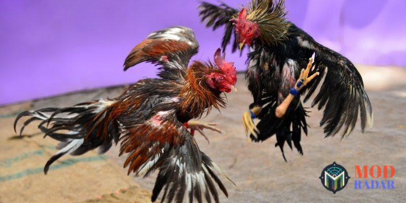 Đá gà zo88 – Nơi cảm xúc bùng nổ, niềm vui lan tỏa