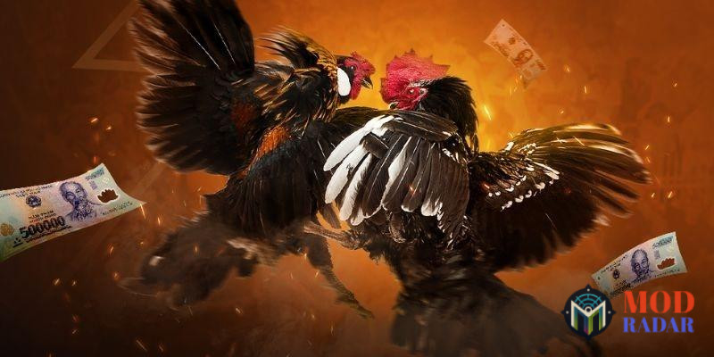 Luật chơi đá gà zo88 chi tiết cho người mới